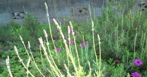 lavender@20130428A.jpg