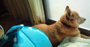mfy-ume@20130507Living03.jpg