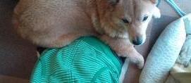 mfy@20130417dakko03.jpg