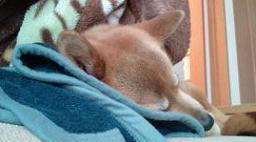 mfy@20130508daradara01.jpg