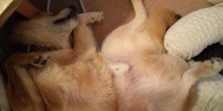 mfy@20130514haradashi01.jpg