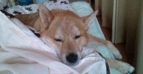 mfy@20130526futon01.jpg