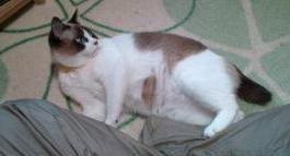 ume@20130518gaji03.jpg