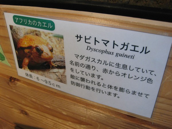 カエル
