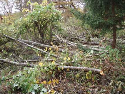 PA310002.jpg