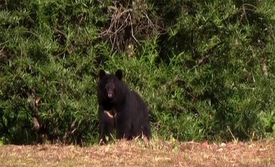 kuma_20120816073356.jpg