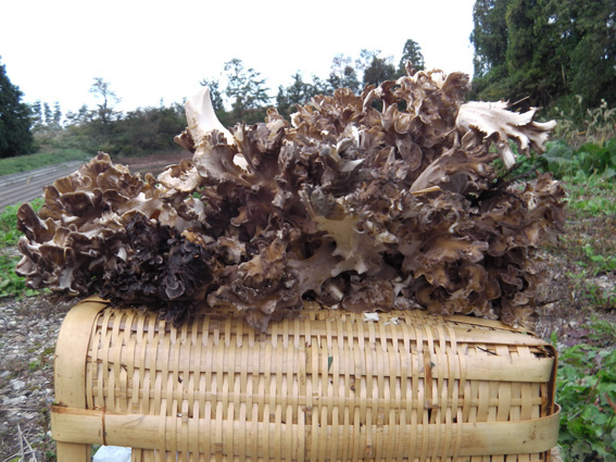 maitake_20121019124447.jpg