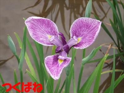 1b20120602 030