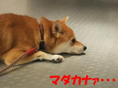 1b20120811 021