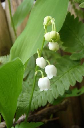 庭の山野草 5.1 010-001