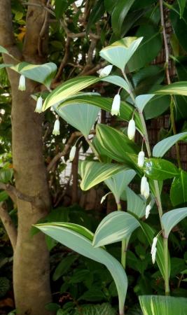 庭の山野草 5.1 004-001