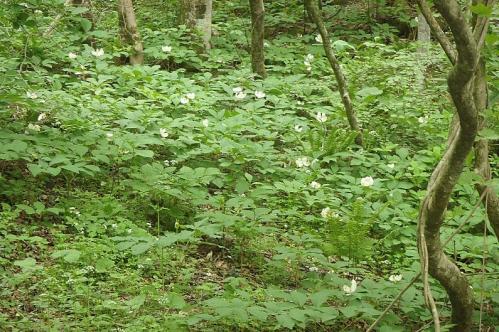 十種ケ峰のヤマシャクナゲ 028-001