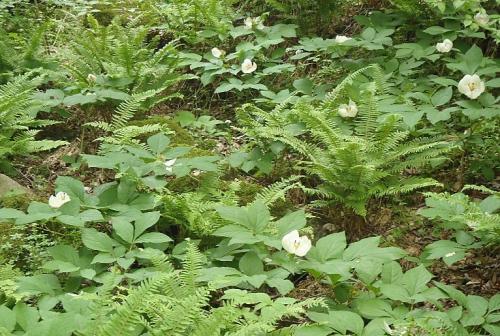 十種ケ峰のヤマシャクナゲ 024-001
