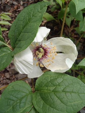 十種ケ峰のヤマシャクナゲ 034-001