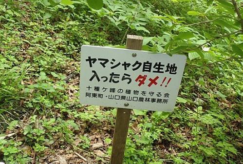 十種ケ峰のヤマシャクナゲ 029-001