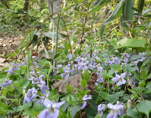 5月例会(掛頭~臥龍山) 031-001