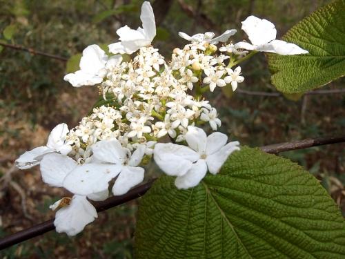 5月例会(掛頭~臥龍山) 020-001