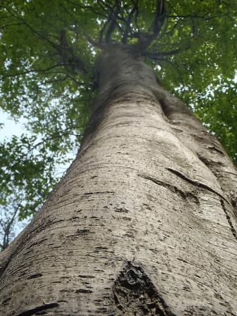 5月例会(掛頭~臥龍山) 039-001