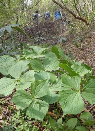 5月例会(掛頭~臥龍山) 035-001