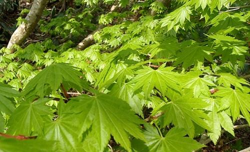 5月例会(掛頭~臥龍山) 033-001