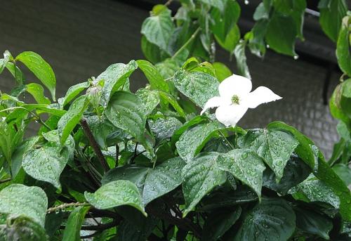 庭の山野草 001-001