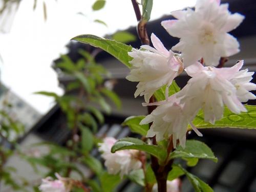 庭の山野草 5.30 014-001