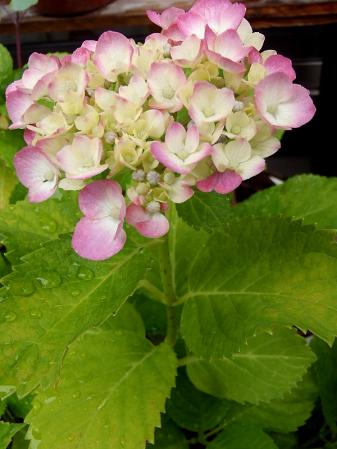 庭の山野草 5.30 009-001