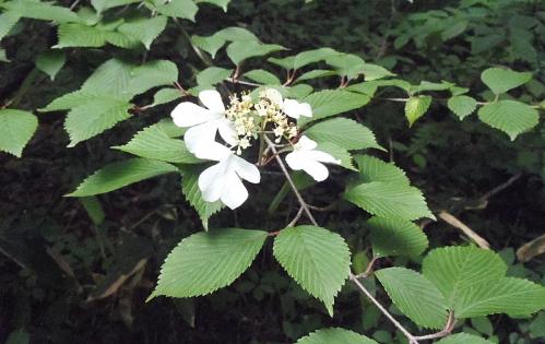 6月例会・吉和冠 050-001