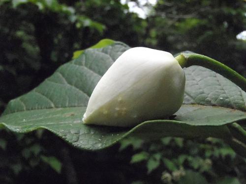 6月例会・吉和冠 042-001