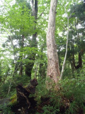 6月例会・吉和冠 049