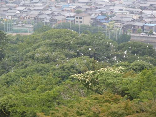 伊吹山 024