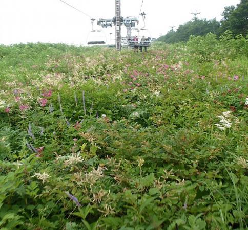 唐松岳~五竜岳~美ヶ原~霧が峰~蓼科山 039-001