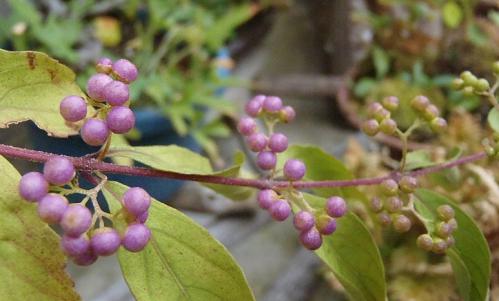庭の山野草 9月 003-001