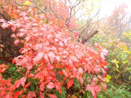 福田頭~吾妻山・烏帽子 039-001