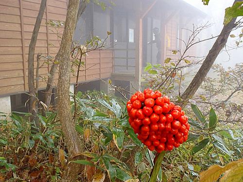 福田頭~吾妻山・烏帽子 042-001
