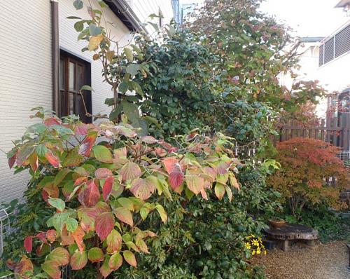 庭の紅葉 012-001