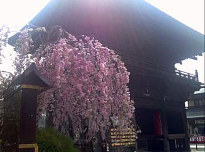 高幡桜1