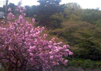 高幡桜2