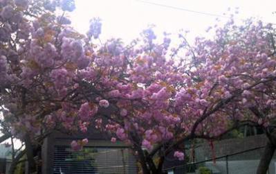 高幡桜3