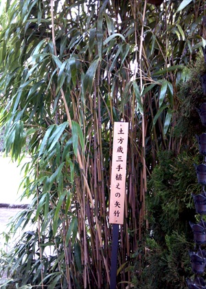 矢竹