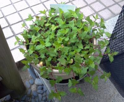 牛額草