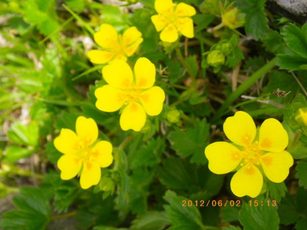 IMGP0572.jpg