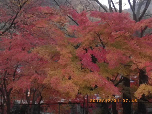 IMGP1088.jpg