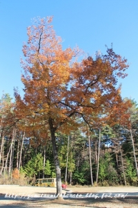 IMG_9427.jpg