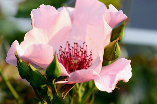 20120522008.jpg