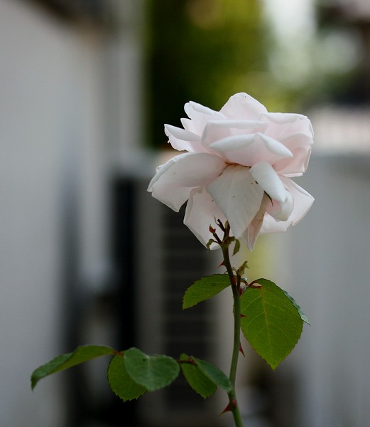 20120527006.jpg