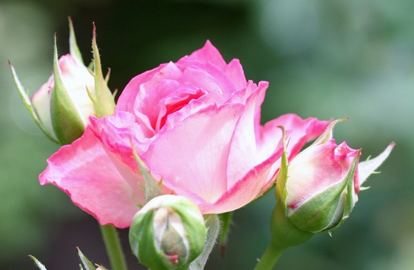 20120603010.jpg