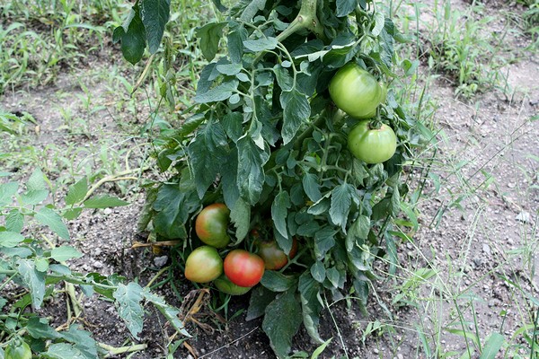 20120722010.jpg