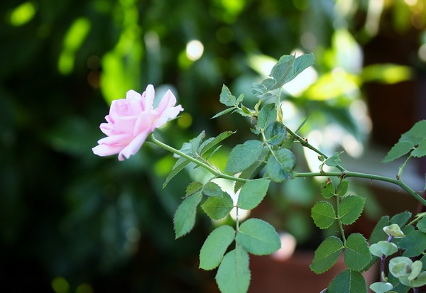 20120801003.jpg