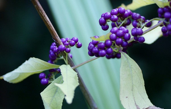 20121114016.jpg